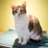 SPEEDY A17531