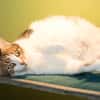 SPEEDY A17531