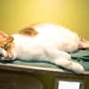 SPEEDY A17531
