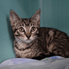 Olie "en cours d'adoption"