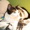 TINA A17491