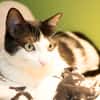 TINA A17491