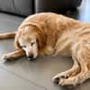 LOUNA