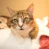 POUPETTE (RESERVEE) A17431