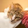 POUPETTE (RESERVEE) A17431