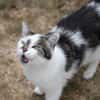 JASMINE A17378