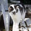 JASMINE A17378