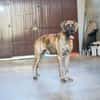 GRETEL