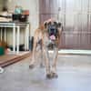 GRETEL