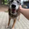 Merlin