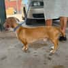 GABO (MARTINA)