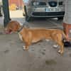 GABO (MARTINA)