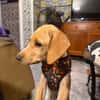 INDIE (MARTINA)