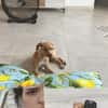 INDIE (MARTINA)