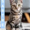 SARTRE À ADOPTER AVEC UN CHAT DÉJÀ PRÉSENT CHEZ VOUS
