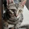 SARTRE À ADOPTER AVEC UN CHAT DÉJÀ PRÉSENT CHEZ VOUS