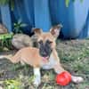 Isis la mini croisée malinoise
