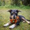 Sam le petit curieux