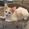 CHIMAMANDA À ADOPTER AVEC UN CHAT DÉJÀ PRÉSENT CHEZ VOUS