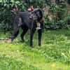 Sofi 🥰 verschmust und anschmiegsam - auf PS in Bayern