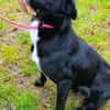 Sofi 🥰 verschmust und anschmiegsam - auf PS in Bayern