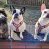 Amy - Familie gesucht