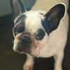 Amy - Familie gesucht