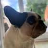 Amy - Familie gesucht