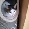 Trollo sucht liebe Menschen mit Katzenverstand