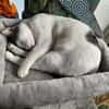 Trollo sucht liebe Menschen mit Katzenverstand