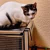 Trollo sucht liebe Menschen mit Katzenverstand