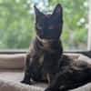 Rose - Dreibeinchen mit großem Herzen