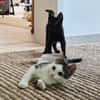 Momo & Luna suchen gemeinsam ein Zuhause