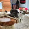 Momo & Luna suchen gemeinsam ein Zuhause