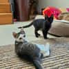 Momo & Luna suchen gemeinsam ein Zuhause