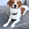 FRANKIE sucht endlich seine Familie