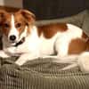 FRANKIE sucht endlich seine Familie