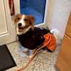 FRANKIE sucht endlich seine Familie