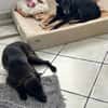 Die liebe blinde Kassiopeia sucht eine ruhige Familie...