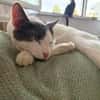 Silvan  Traumkater sucht ein Zuhause
