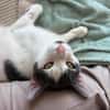 Silvan  Traumkater sucht ein Zuhause
