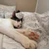 Silvan  Traumkater sucht ein Zuhause