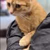 Ginger Rotes Traumkätzchen sucht ihr Traumzuhause