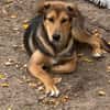 Laika unsere hübsche Hündin
