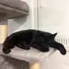 Gina sucht ein liebevolles, ruhiges Zuhause
