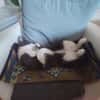 Simba u. Carlos suchen ein liebevolles Zuhause