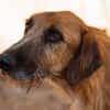 Sanfter ♥ Oscar ♥ wartet schon in 74749 Rosenberg