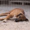 Sanfter ♥ Oscar ♥ wartet schon in 74749 Rosenberg