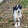Aurora - Hundekind möchte schlimmen Start verarbeiten