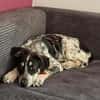 Aurora - Hundekind möchte schlimmen Start verarbeiten